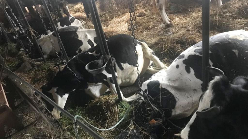 Las vacas fallecidas en el establo.