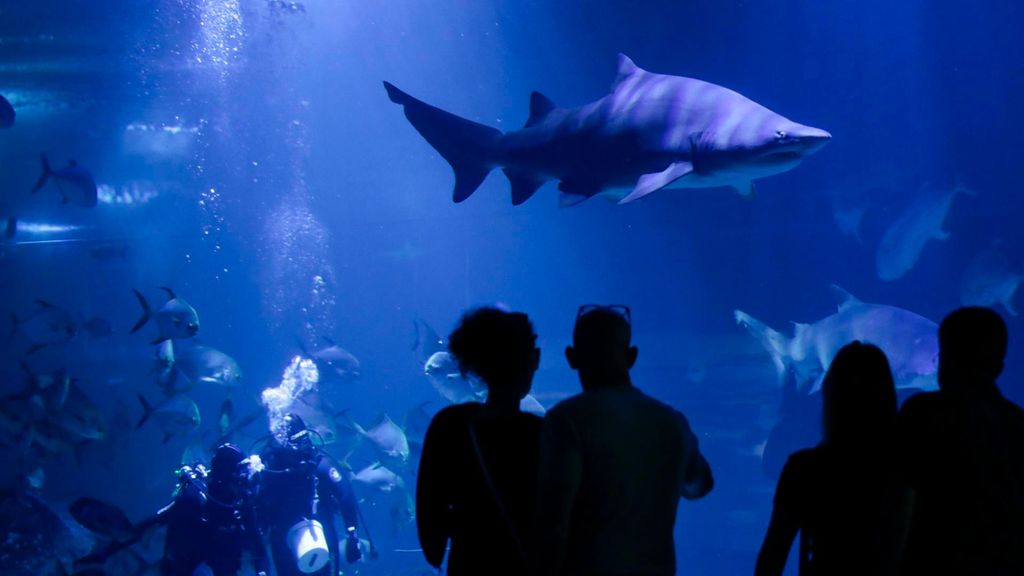 Los expertos alertan de que los tiburones que se encuentran en serio peligro por la destrucción de sus hábitats