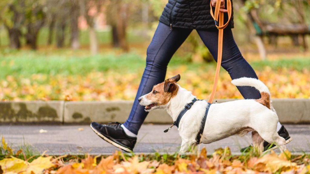 Arneses antitirones para perros