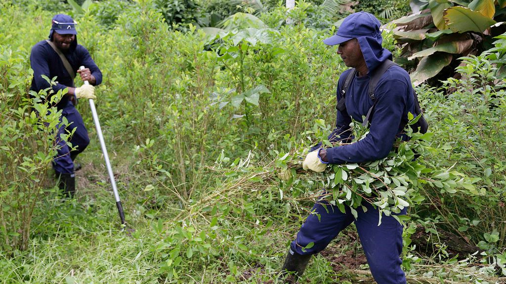 Erradicación de un cultivo de coca en Tumaco, Colombia