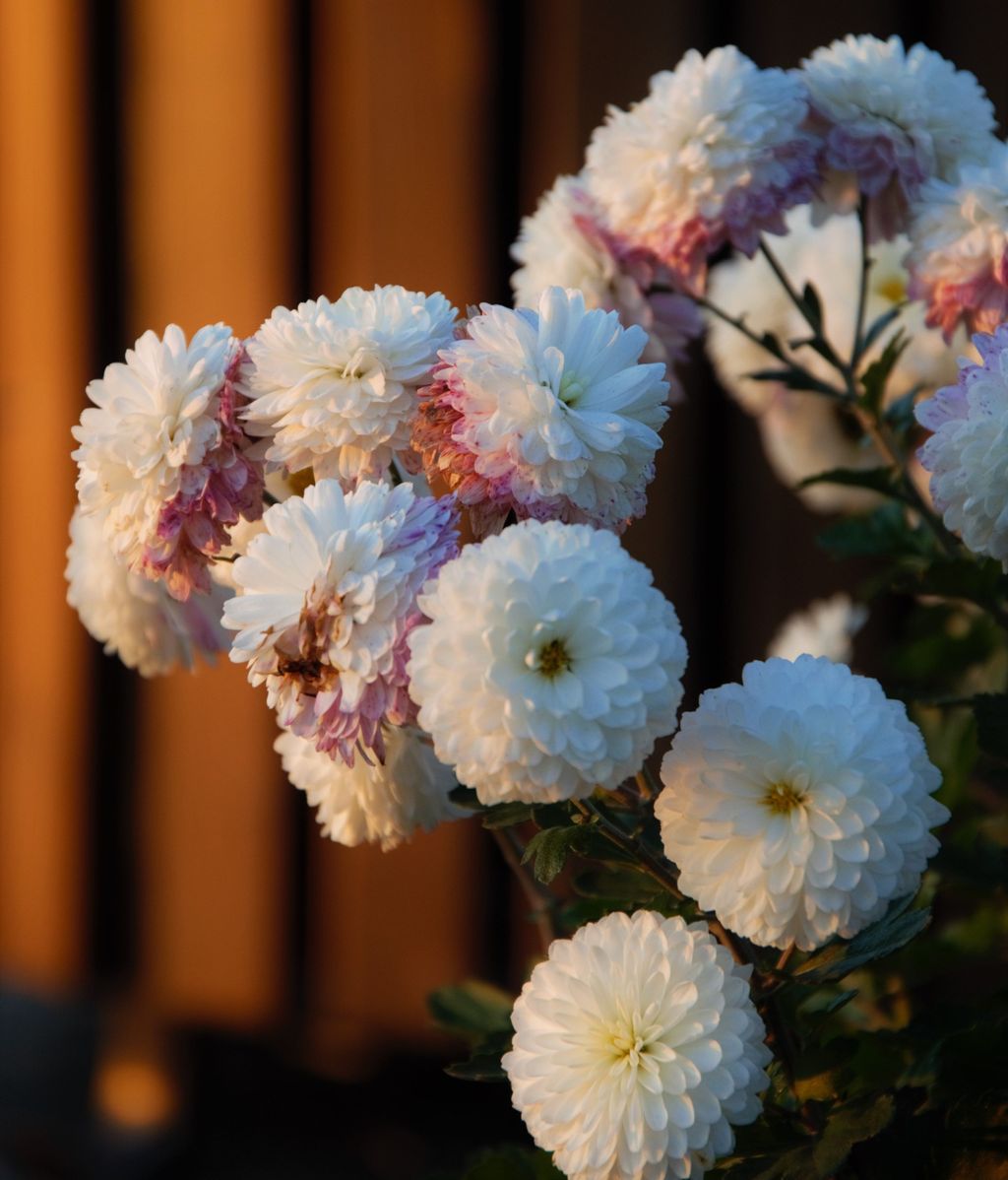 El crisantemo es la flor más popular. FUENTE: Pexels