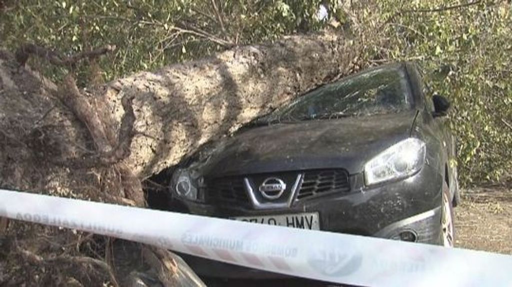 Varios coches han quedado destrozados por la caída de árboles en Vitoria