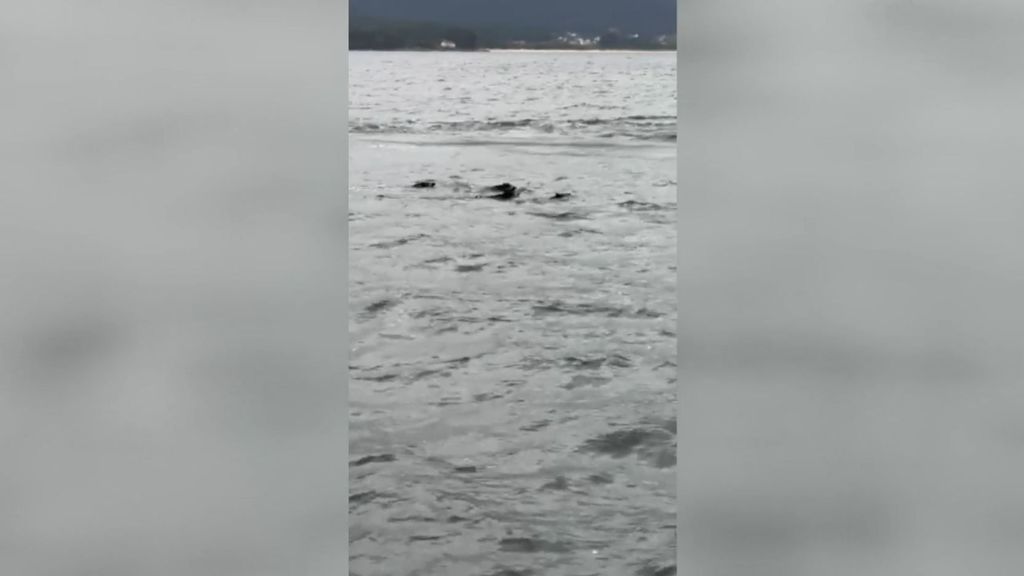 Marineros de Portosín se topan con un ‘pelotón’ de jabalíes nadando en aguas gallegas: “¡Qué animalada!” (Octubre 2022)