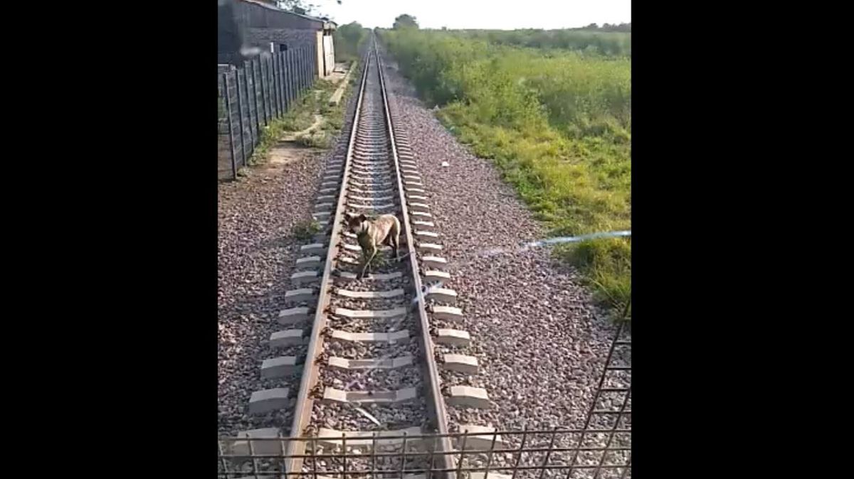 Atan a un perro a las vías del tren y lo dejan en el lugar abandonado a su suerte