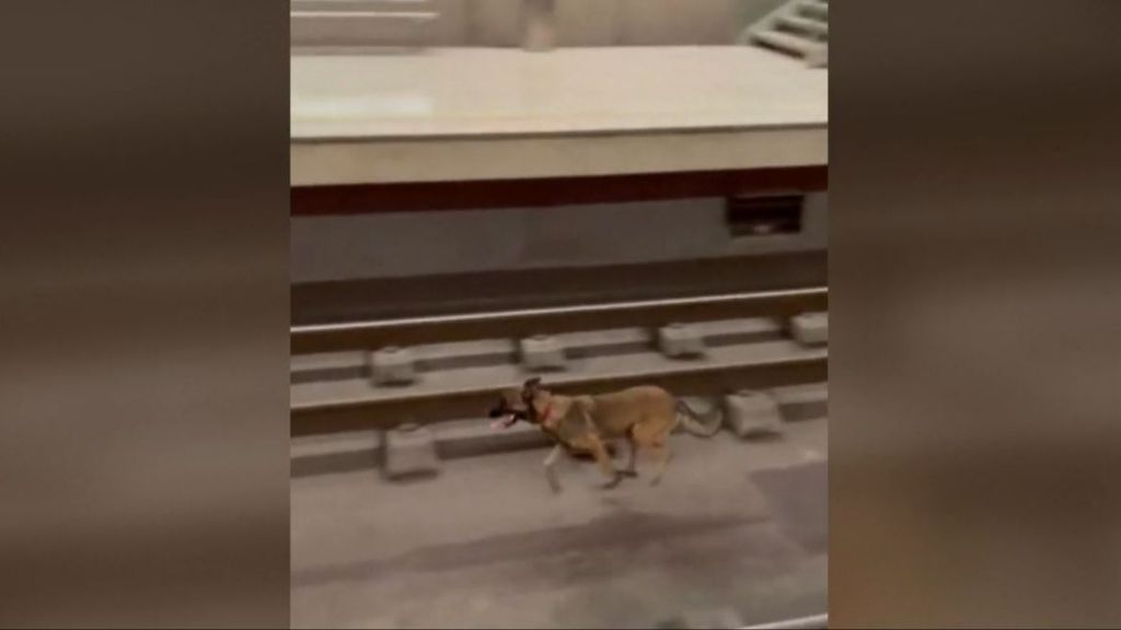 Un perro aparece corriendo por un túnel del metro de Bilbao provocando retrasos en tres trenes