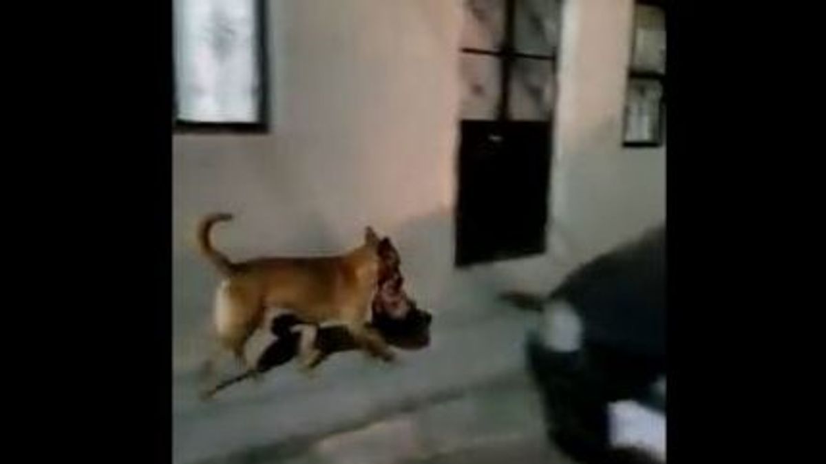 El perro fue grabado con la cabeza humana en la boca por una calle de Zacatecas, México