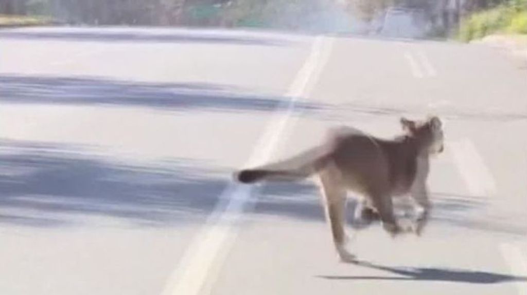 Un puma desata el pánico en Los Ángeles