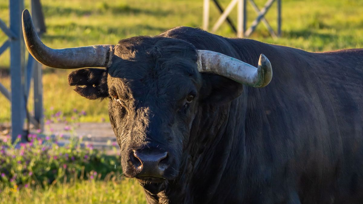Alerta en Peñafiel, Valladolid, por la presencia de un toro suelto que lleva días deambulando