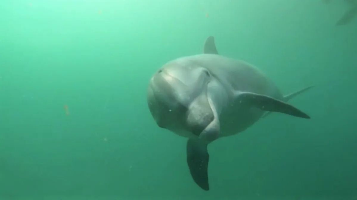 Encuentran al delfín 'Manoliño' con una varilla metálica clavada en el costado