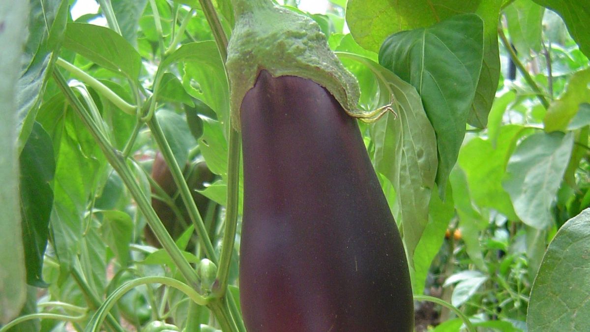 berenjena berenjena
