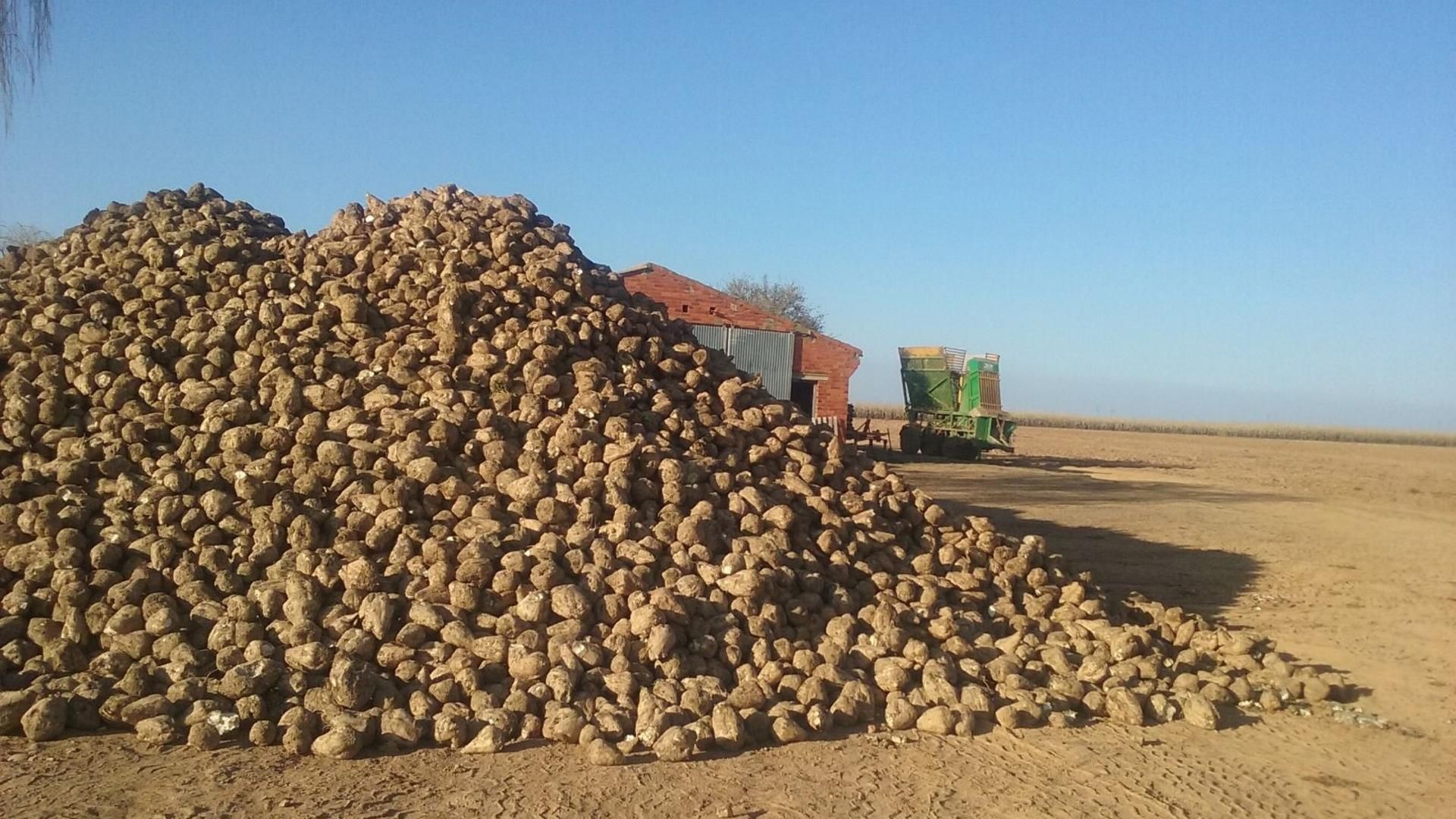 Archivo - Imagen de archivo de remolacha en una tierra