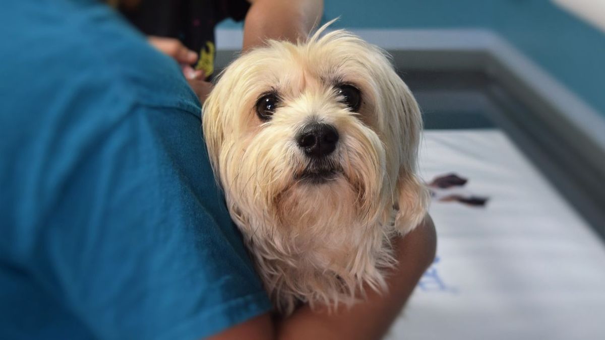 Un perro en un veterinario Un perro en un veterinario