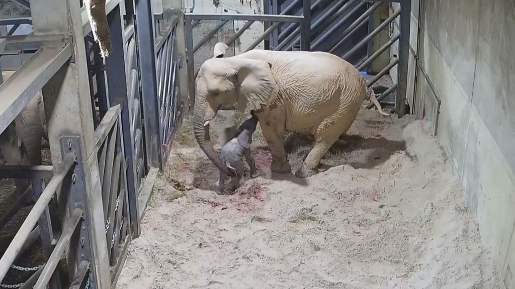 Emoción ante el nacimiento en directo del primer elefante africano en BIOPARC Valencia
