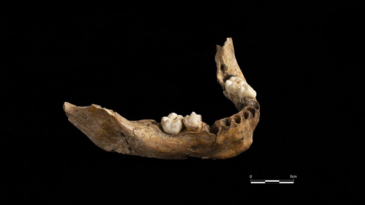 Hallan mandíbula humana hace 15000 años