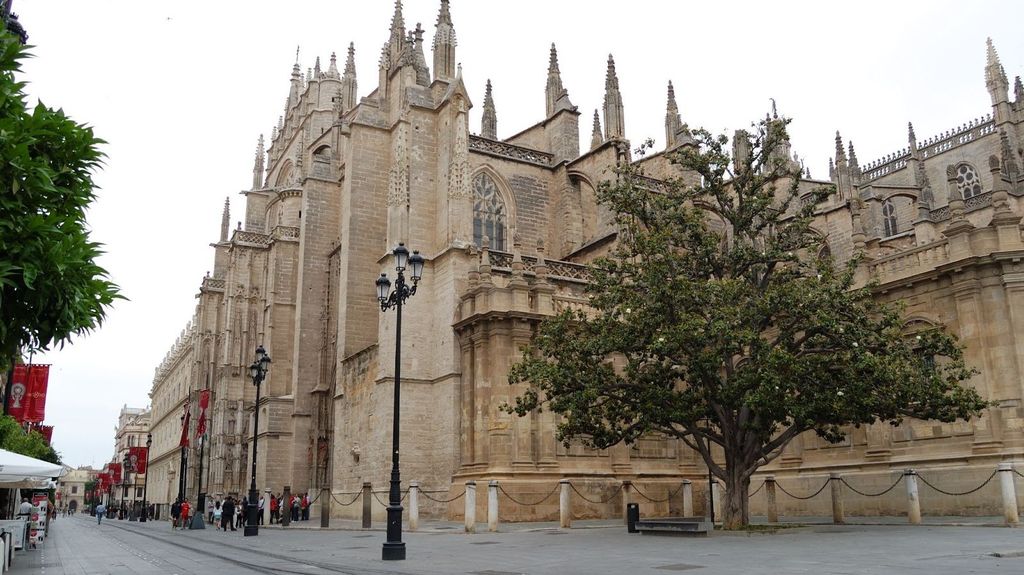 Imagen de archivo del magnolio de la Catedral de Sevilla