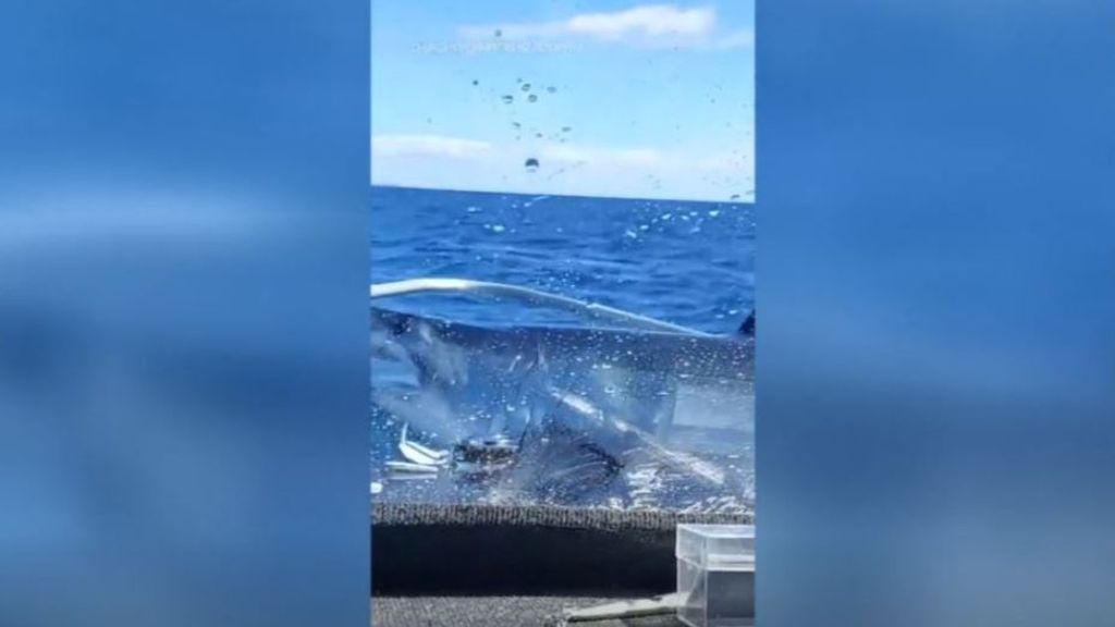 Un tiburón de 150 kilos salta sobre el barco de unos pescadores