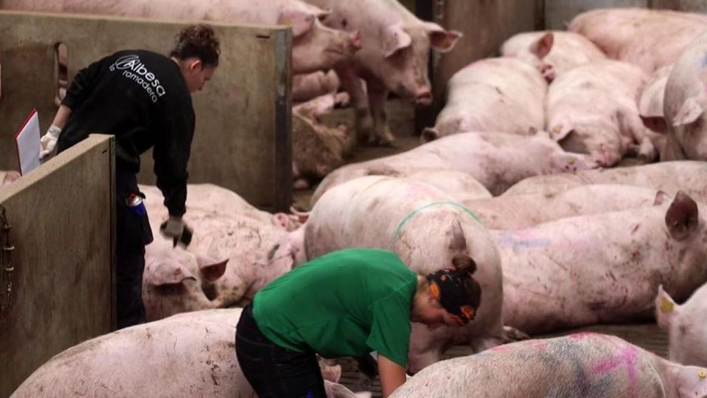 Una granja porcina en Lleida con un producto de calidad, asequible y respetuoso con el medio ambiente