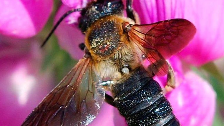 abeja de la resina