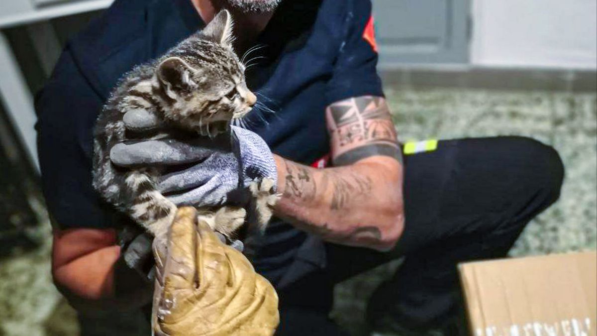 Bomberos rescatan del interior de una chimenea a un gato "haciendo prácticas de ayudante de Papa Noel"