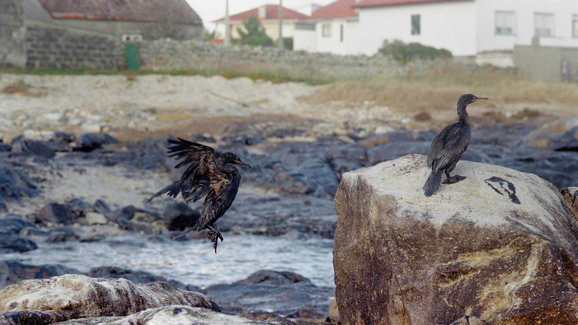 Imagen de aves cubiertas de chapapote tras el desastre del Prestige
