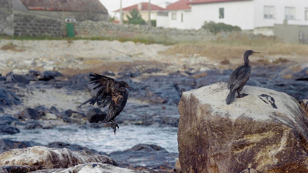 20 años del desastre del Prestige la tragedia que tiñó de negro a España