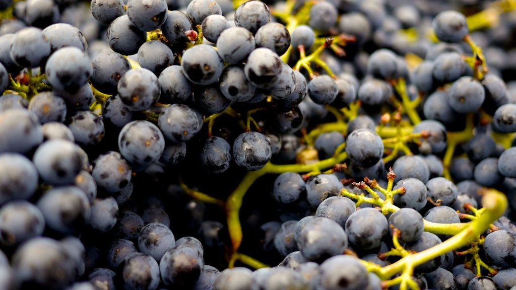 ¿Cómo afecta la sequía a la producción de vino?