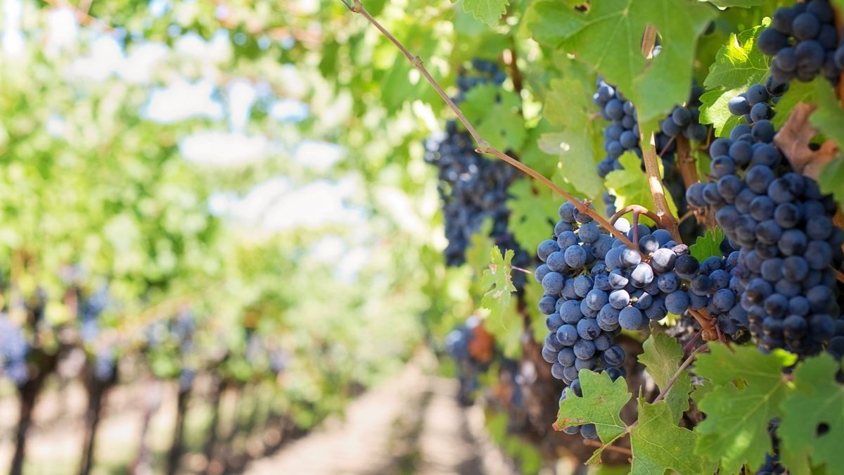 ¿Cómo afecta la sequía a la producción de vino?