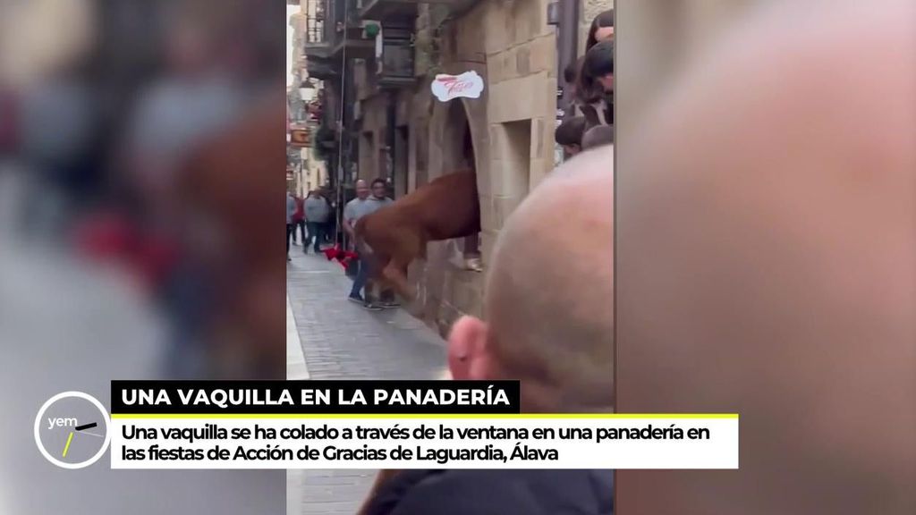 Una vaquilla se cuela en una panadería atravesando la ventana durante un encierro