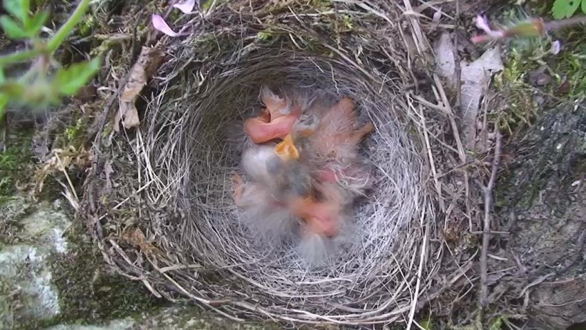 El plástico de los nidos de los pájaros urbanos aumenta la mortalidad de los polluelos