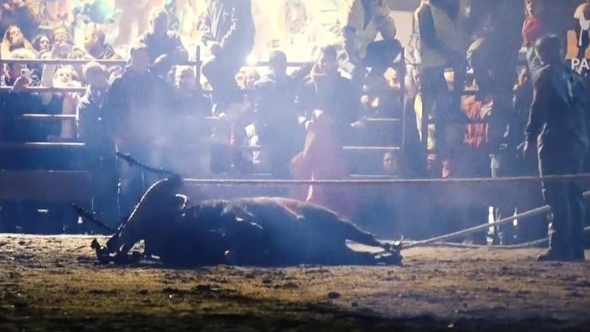 Imágenes del festejo del toro del júbilo de Medinaceli