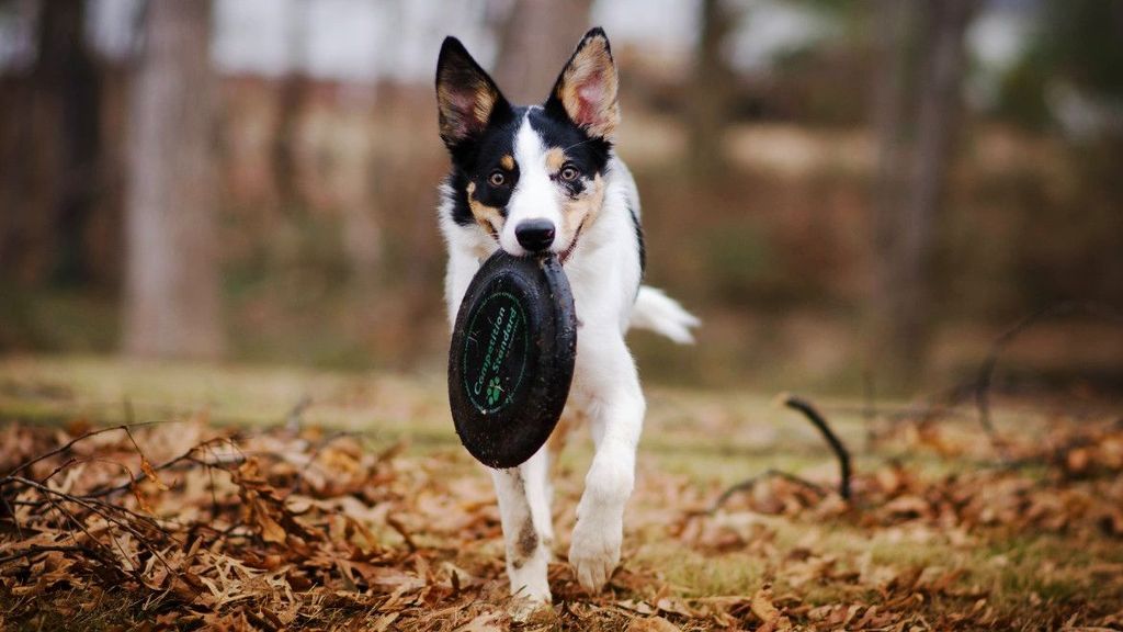 Los mejores discos voladores para que tu mascota disfrute del entrenamiento