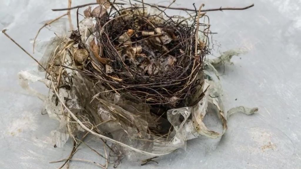 El plástico de los nidos de los pájaros urbanos aumenta la mortalidad de los polluelos
