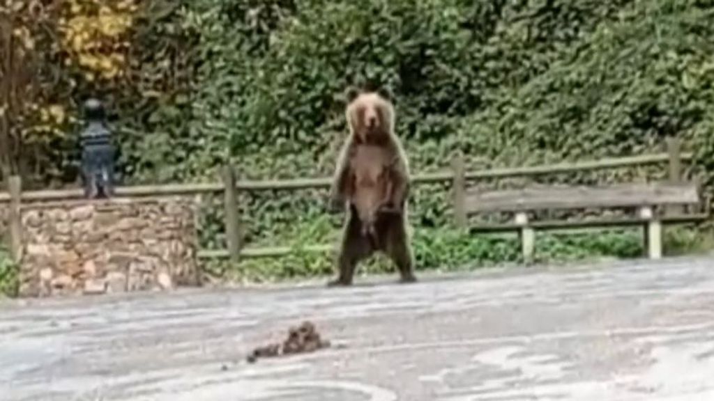 Un ciclista se topa con un oso en su ruta por Villarino del Sil, en León