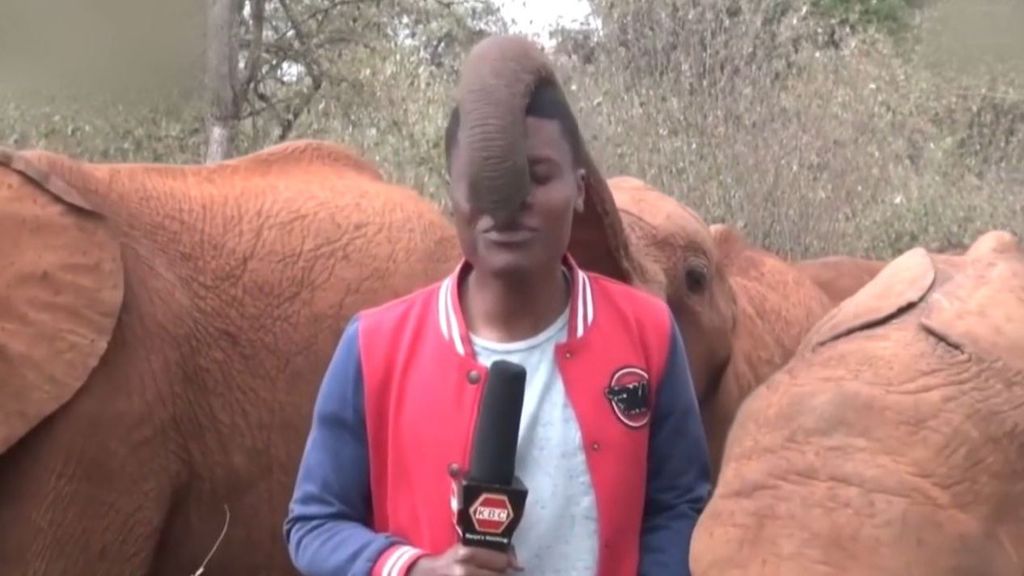 Una cría de elefante interrumpe la emisión en directo de un reportero de Kenia que no puede evitar la risa