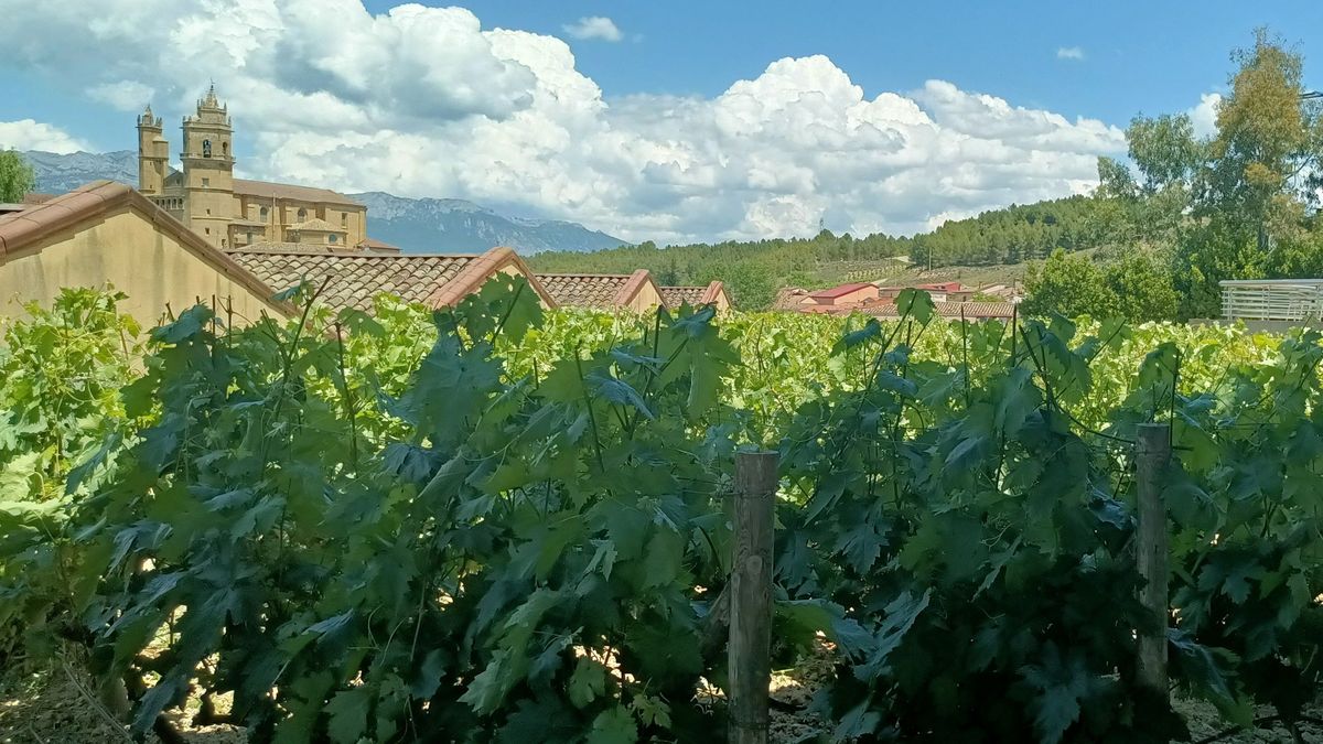 Viñedos en la Rioja Alavesa