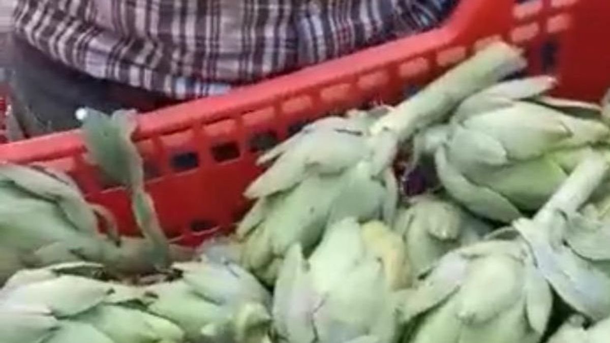 La precariedad obliga a agricultores valencianos a tirar sus alcachofas: “No las quieren ni baratas”