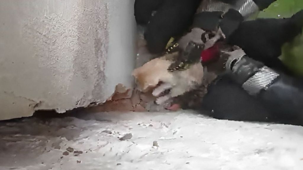 Rescate de un gatito atrapado en Tafalla durante cuatro días
