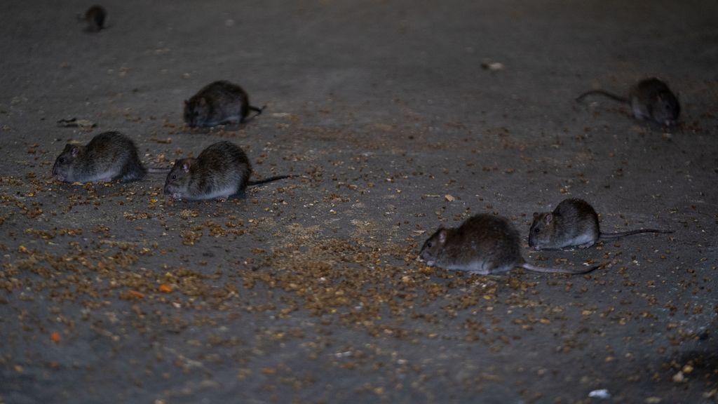 Plagas de roedores en invierno