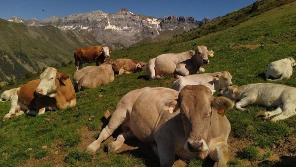 Vacas en el Pirineo.