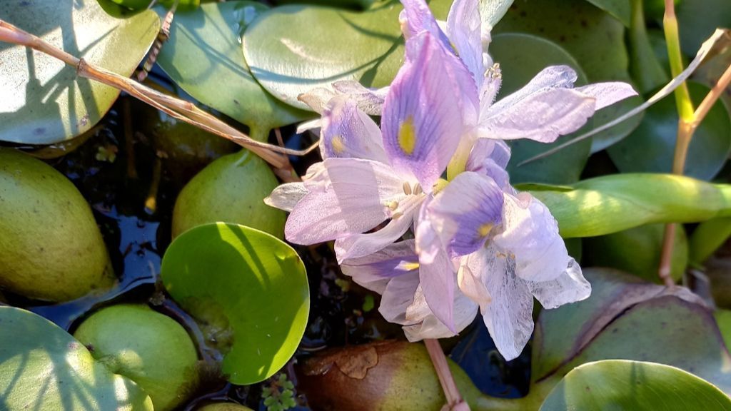 Qué es el jacinto de agua, la planta que invade las Rías Baixas - NIUS Qué es el jacinto de agua, la planta que invade las Rías Baixas - NIUS