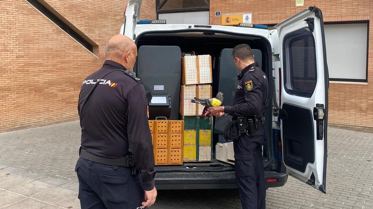 Palomos recuperados por la Policía Nacional Palomos recuperados por la Policía Nacional
