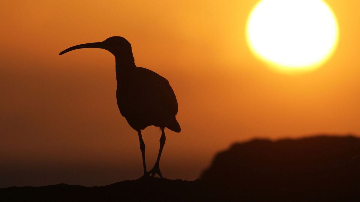 Las aves más singulares del planeta se están extinguiendo