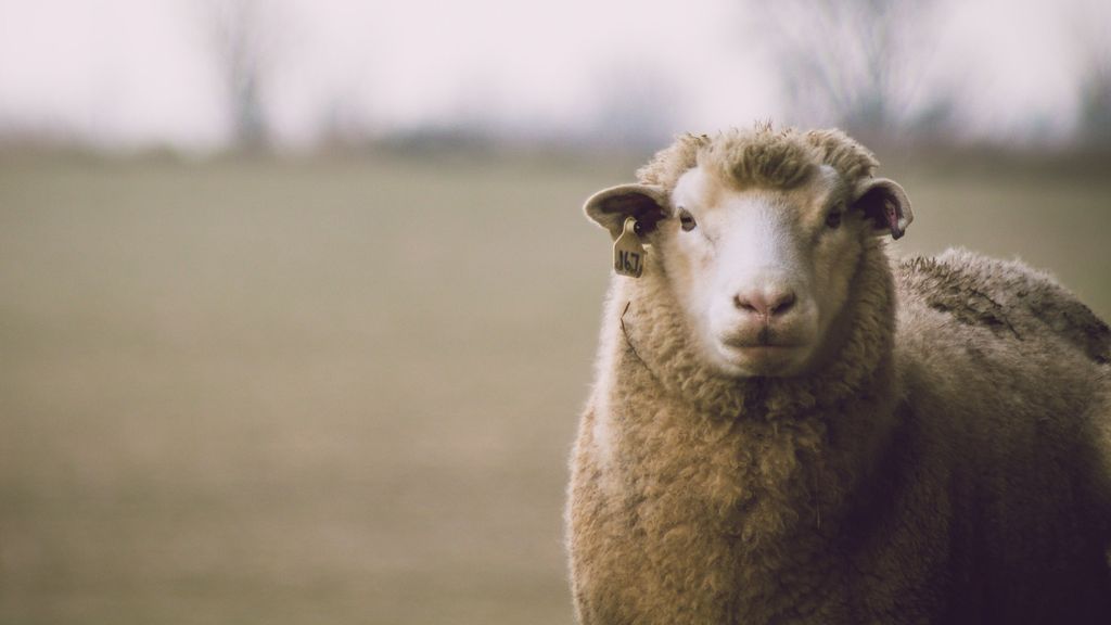 Las ovejas llevan 20 días dando vueltas en círculo sin parar