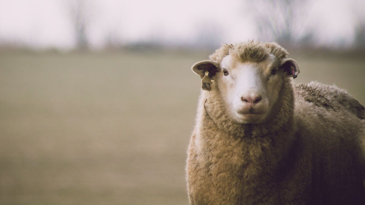 Las ovejas llevan 20 días dando vueltas en círculo sin parar