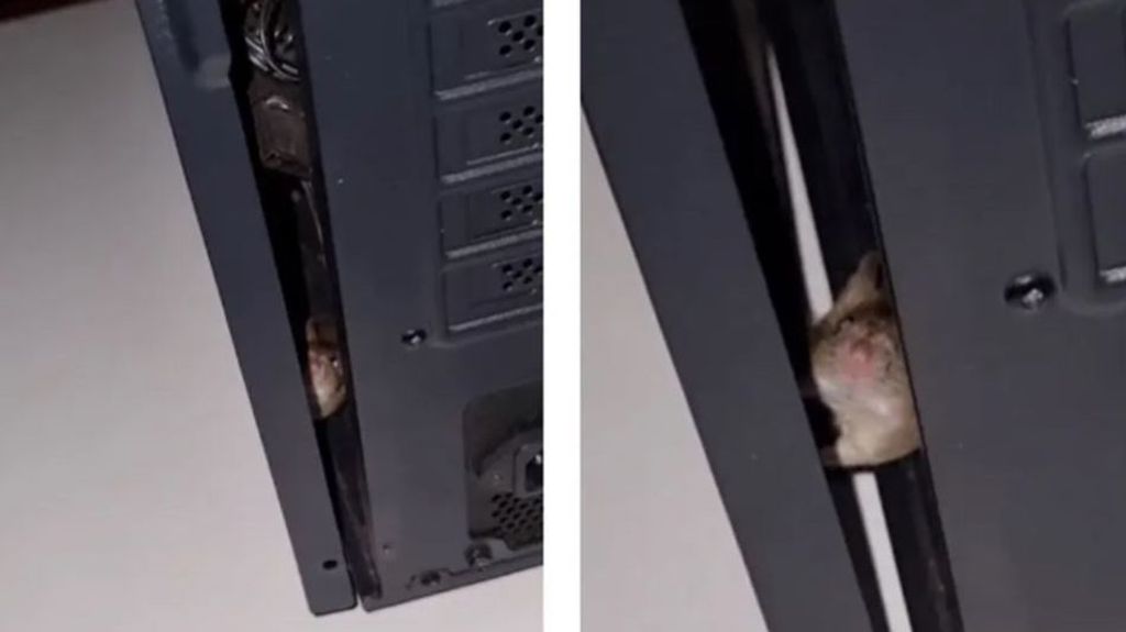 Se vuelve viral el vídeo en el que un joven encuentra un pequeño ratón en el interior de su ordenador