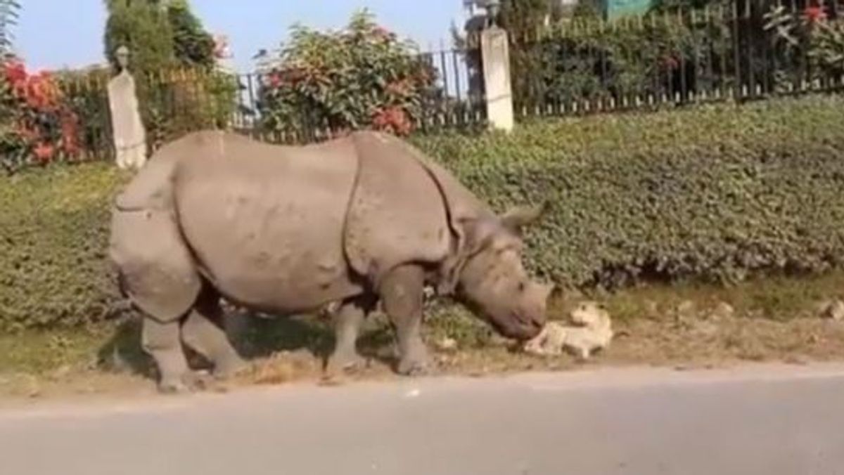 El susto de un perro al despertar en Nepal y ver ante él a un rinoceronte