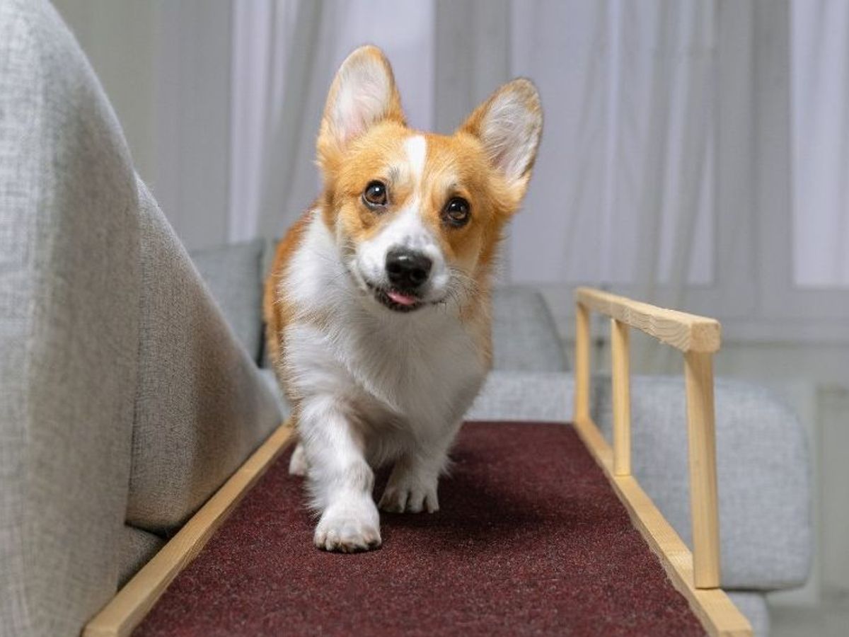 Escaleras y rampas para hacerle la vida más fácil a tu perro