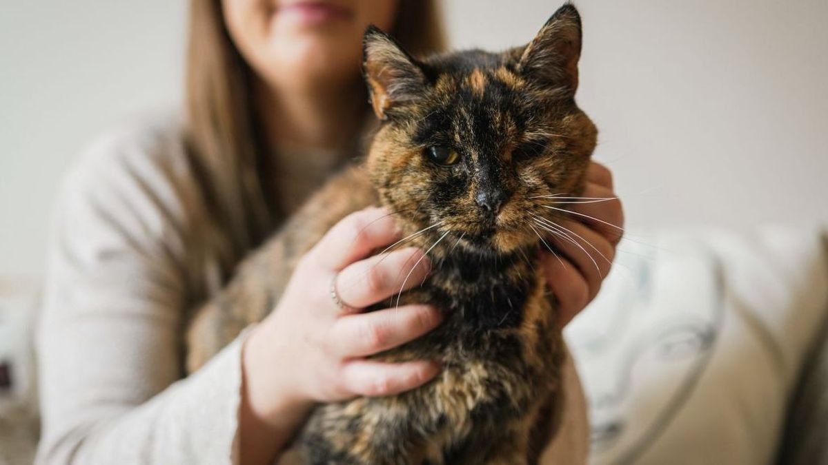 Todo un récord Guinness: Flossie, la gata viva más longeva del mundo, tiene casi 27 años