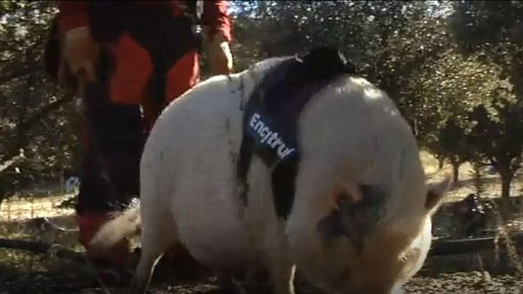 Bulla, la única cerda que tiene licencia en España para recoger trufas: las encuentra incluso con 20 centímetros de nieve