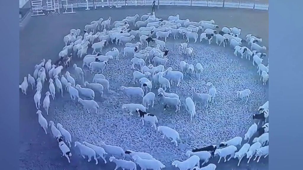 Las ovejas que caminan en círculo sin parar